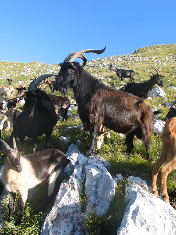 Tourist Farm Zvanc Kobarid Exterior foto