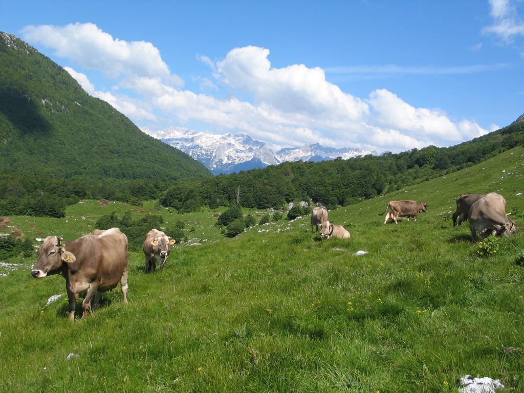 Tourist Farm Zvanc Kobarid Exterior foto